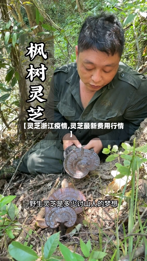 【灵芝浙江疫情,灵芝最新费用行情】