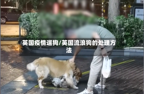 英国疫情遛狗/英国流浪狗的处理方法