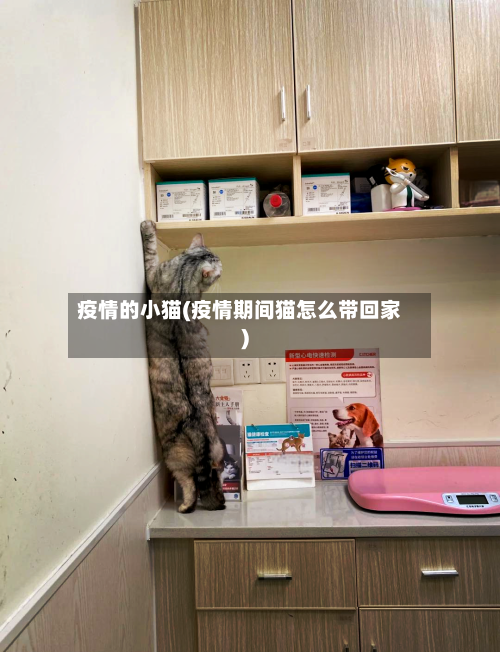 疫情的小猫(疫情期间猫怎么带回家)